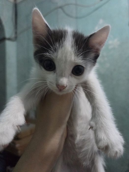 Отдам троих котят