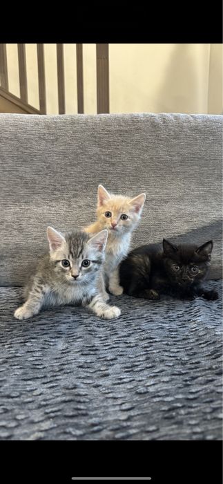 Отдам котят милых игривых в добрые руки