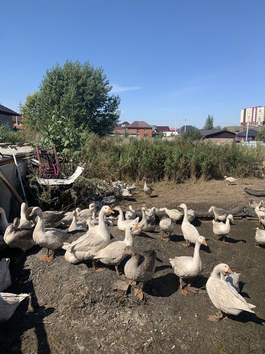Продам гусьи крупные..