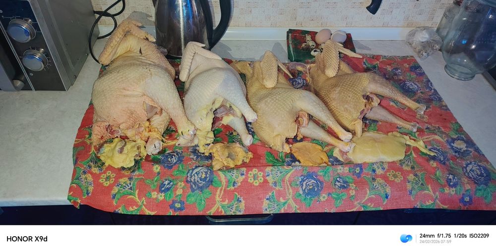 Хонаки товук хурозлар