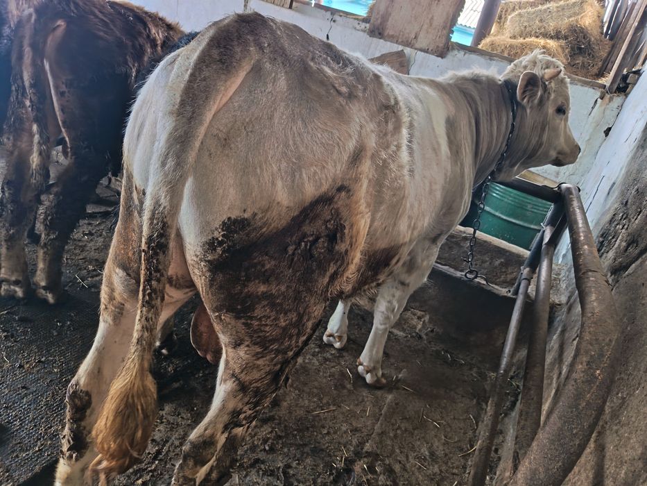 Продам упитанных Быков!