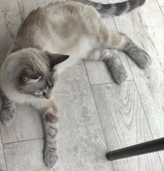 Котик даром в хорошие руки