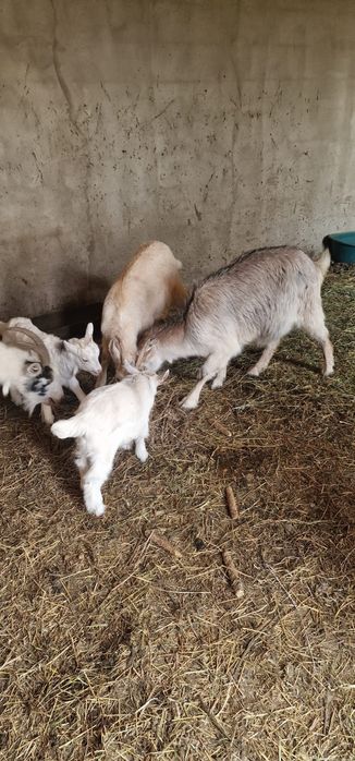 Vând 4 capre 1 țap castrat de un an, și 3 iezi de o luna.