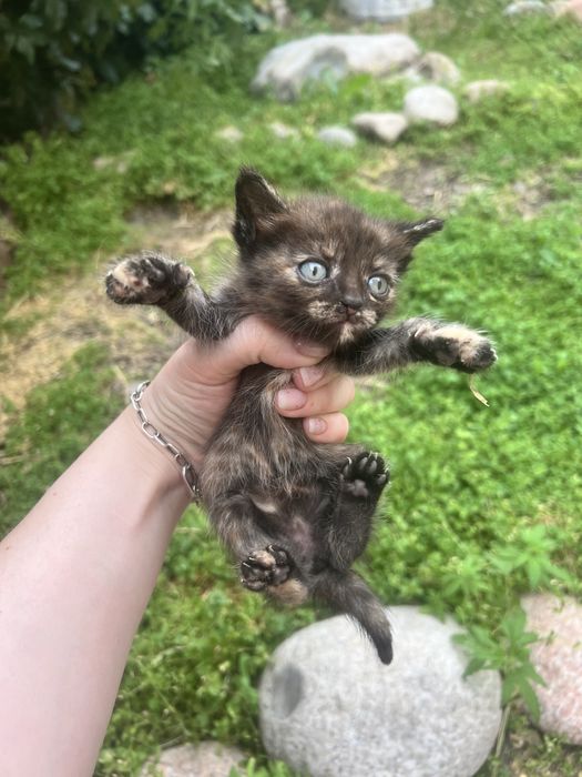 Отдам котят мышеловов