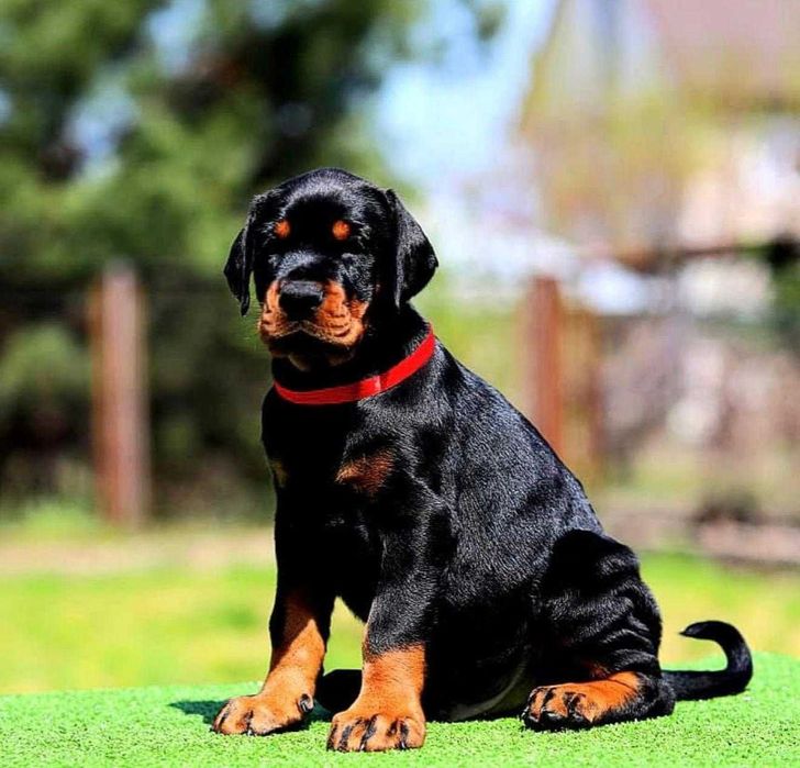 Pui de Doberman European de calitate  superioară