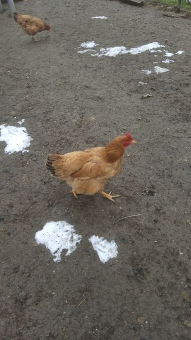 Vând ouă pt incubat rasa Kabir.