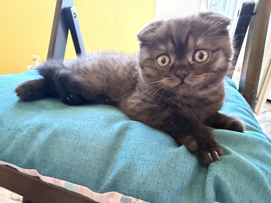 Шотландски клепоухи