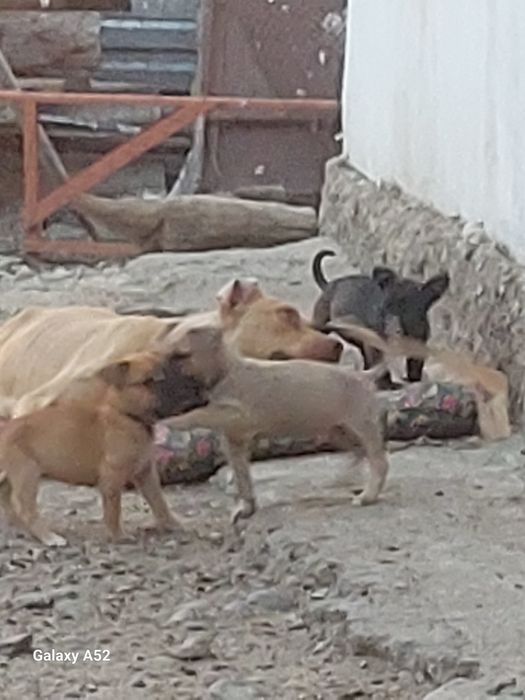 Щенки кубинский питбуль.