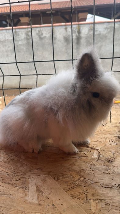 Mascul cap de leu Rhon