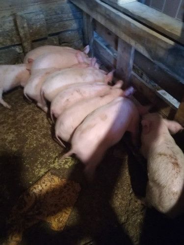 Прасенца на 60 дни