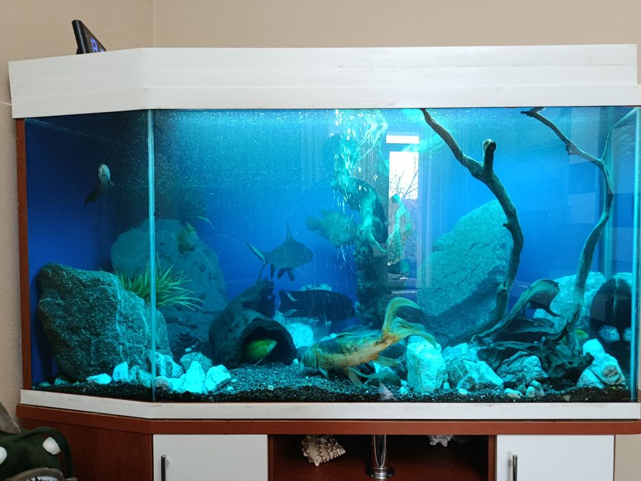 Чистка аквариума, прoфeссионaльное обслуживание