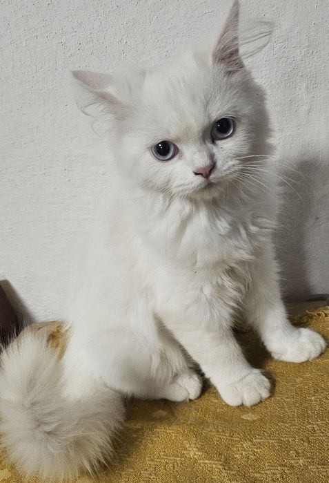 Две персийски котенца