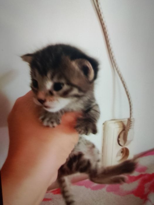 Отдам котят в добрые руки