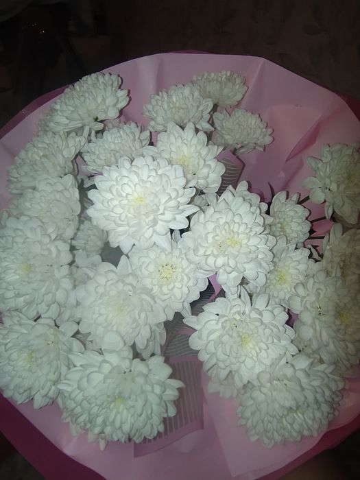 Хризантема свежий