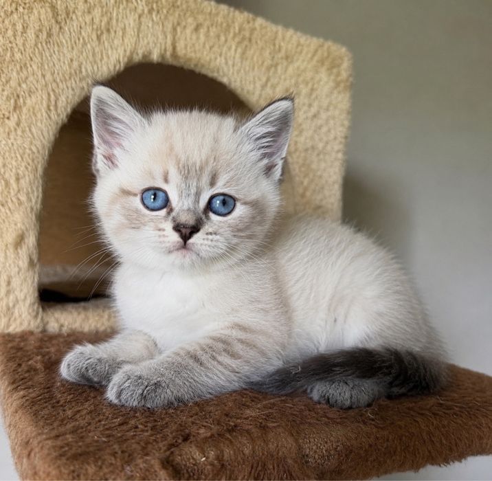 Ragdoll puiut fetita