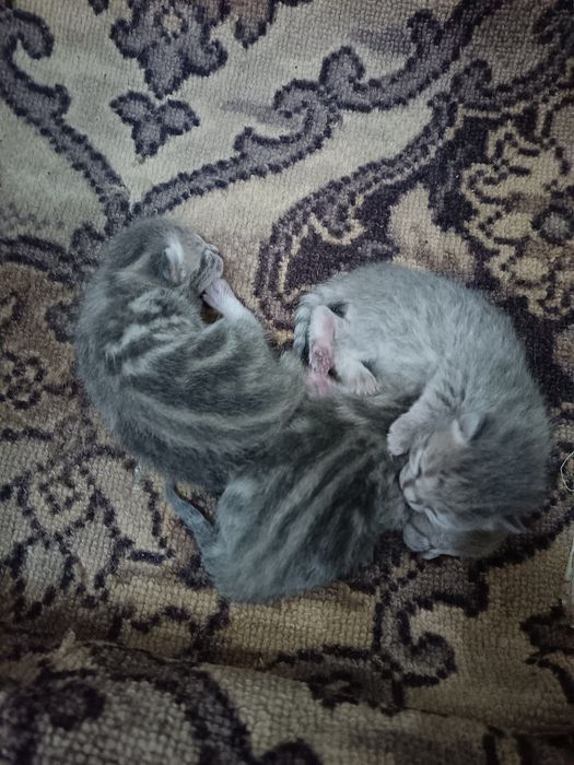 Продам шотландских котят. Бронь.