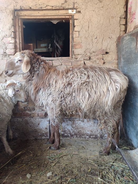 Баран 14месяцев.