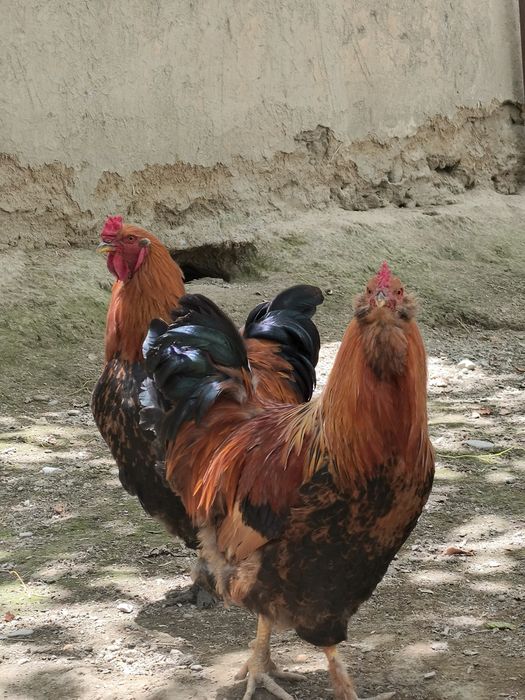 Brama xurozla sotiladi narxini tushurib beraman