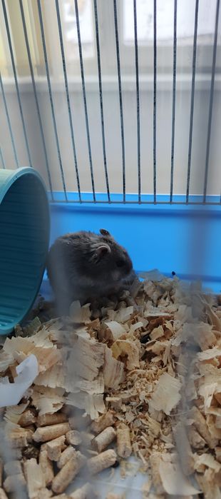 Продам хомяка с клеткой