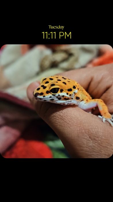 леопардовый гекко