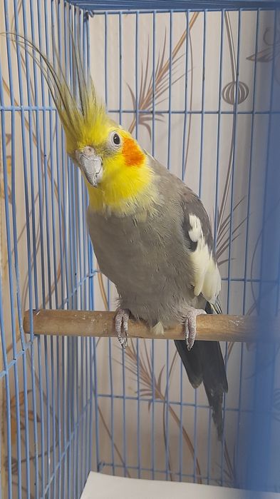 Корелла самец с клеткой