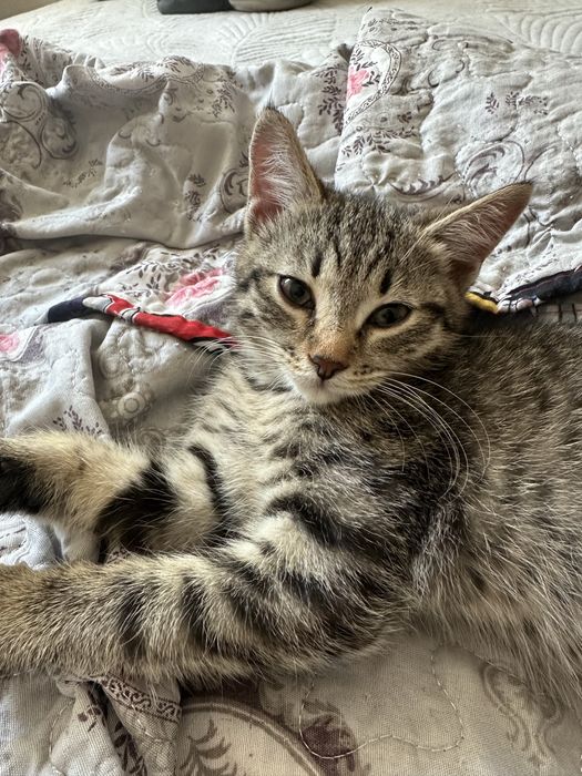 Отдам котят бесплатно