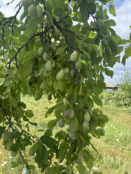 Vand prune Stanley si D’agen