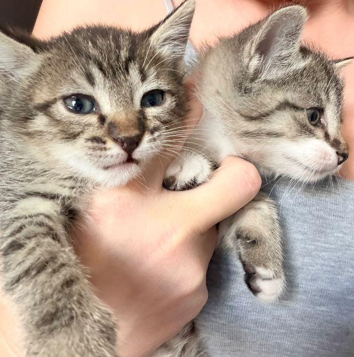 Котята в хорошие руки