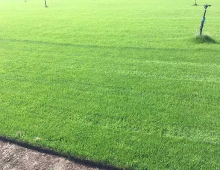 Gazon Rulou Amenajare