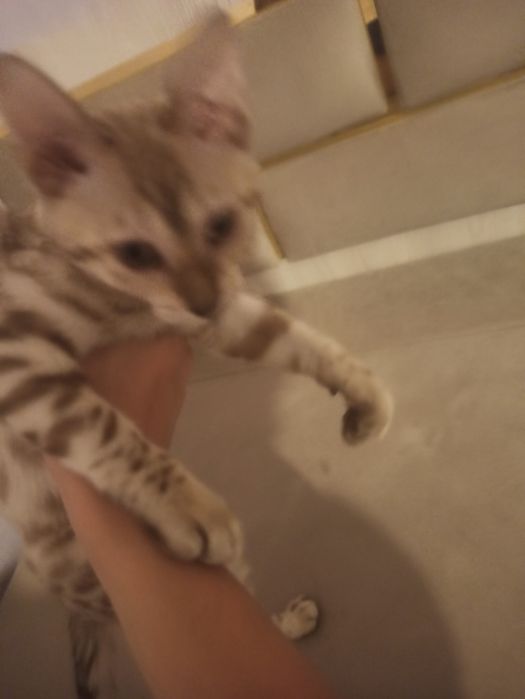Bengal zotli mushuk