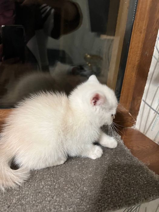 СОТИЛАДИ Шиншила угил бола 1ярим ойлик латок 5+билади