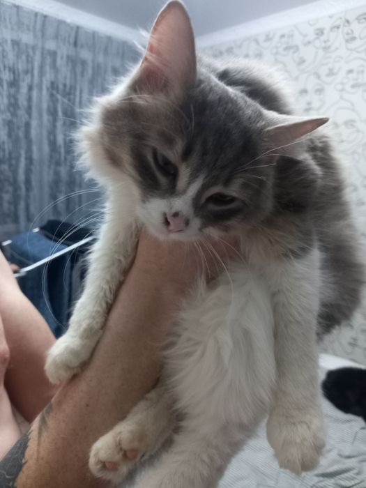 Отдам в добрые ручки котика