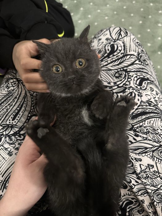 Очаровательный котёнок-девочка ищет дом