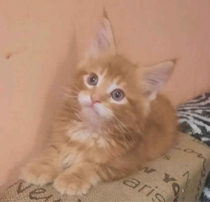 Мейн Куны котята