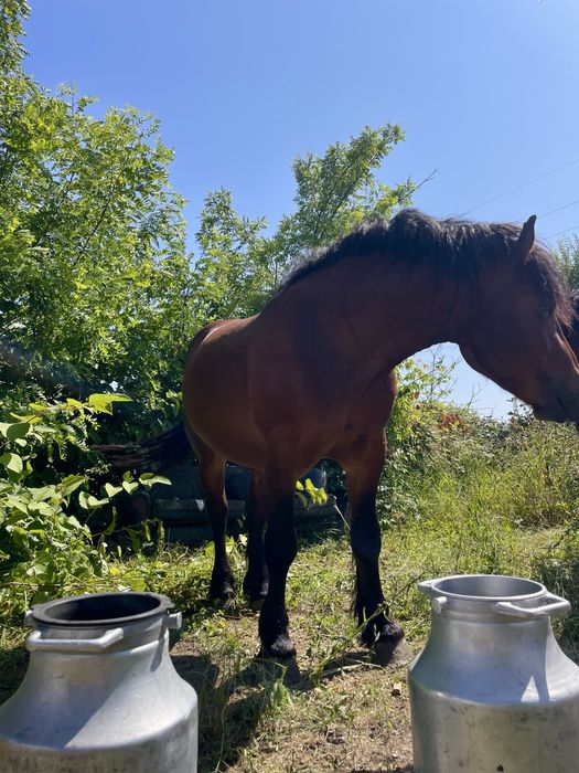 Vând mânzi de 2 ani sau schimb pe vaci sau oi
