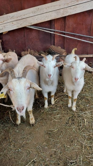 Зааненский ешкілер