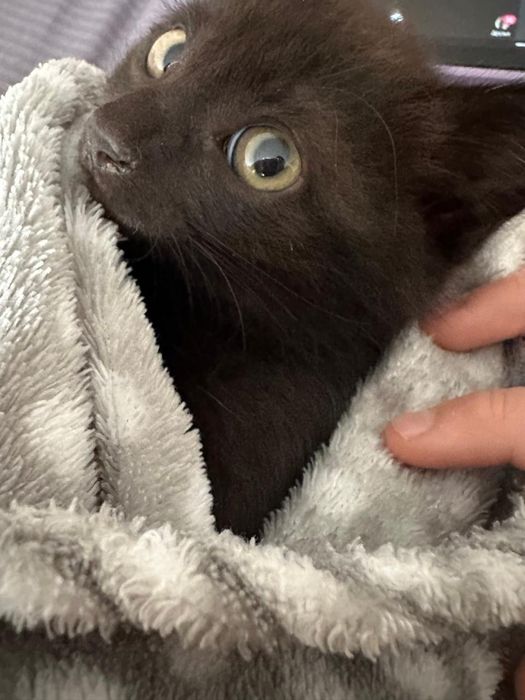 Отдам счастивых котят)))