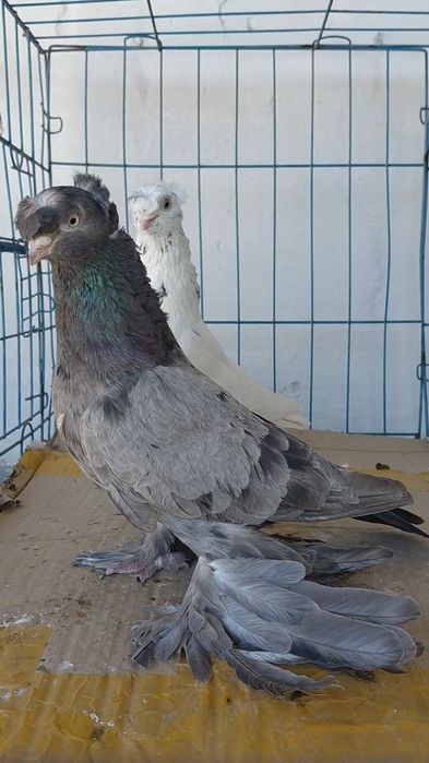 Голуби игровых кровей