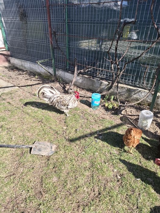 Cocoși de rasa Austrolorp