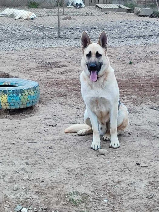 Немски овчарки мъжки и женски