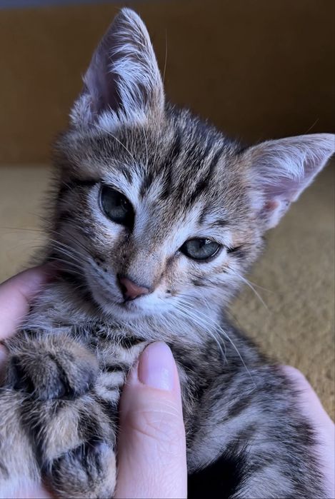 Отдам красивого котенка