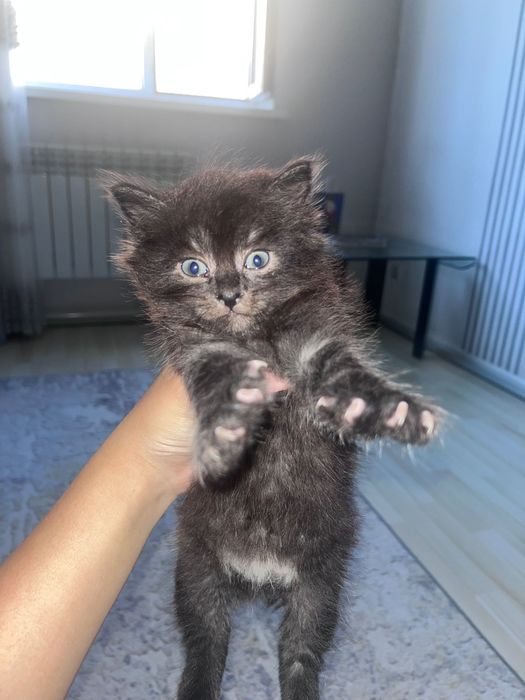 Голубоглазые котята