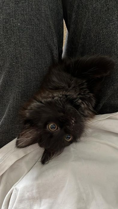 Отлам в добрые руки