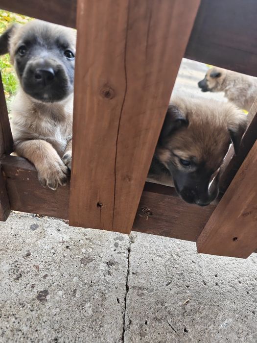 Малиноа-белгийска овчарка