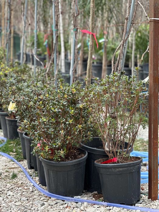 Plante Decorative si Ornamentale