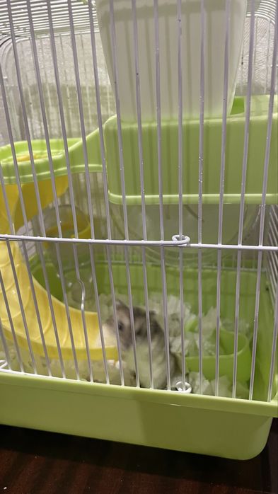 Продается хомячок