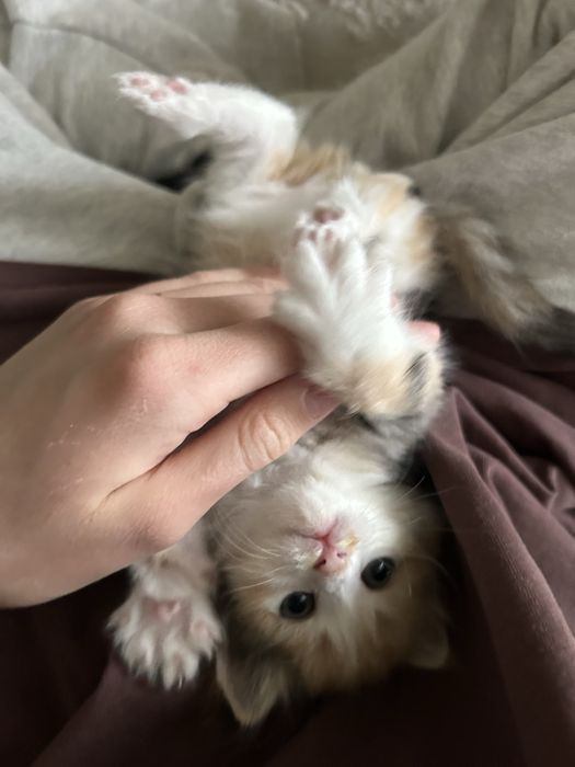 Милая кошка мальчик