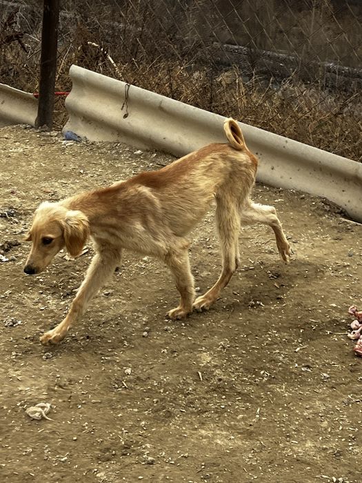 Тазы таза қанның кушігі