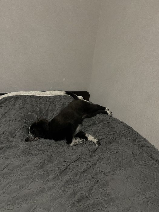 Щенок в поисках дома