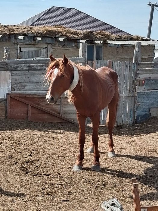Донен аигыр сатылады